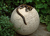 Pottery ball with lizard as garden art