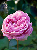 Rosa (Engl. rose) 'Mary Rose' mit Resten von Rauhreif