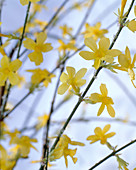 Jasminum nudiflorum (Real winter jasmine