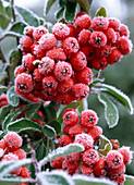 Pyracantha 'Red Column' / Feuerdorn