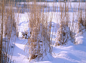 Calamagrostis (Reitgras) im Schnee