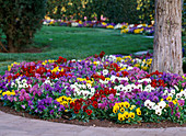 Pansies planted in a park area