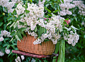 Syringa vulgaris / weißer Flieder im Korb auf Stuhl