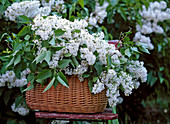 Syringa vulgaris 'Vestale' (white lilac)