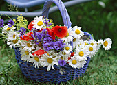 Basket with freshly picked Leucanthemum (spring daisies)