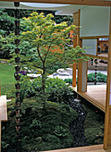 Acer palmatum / Fächerahorn als Atriumbepflanzung mit