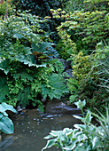 Bachlauf über Natursteine, Rheum / Zierrhabarber, Osmunda