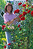 Young woman cutting roses, Rosa 'Santana' (climbing rose)