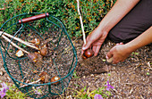 Tulipa (tulip bulbs) are taken out of the ground as soon as