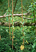 Calystegia / Zaunwinde wird am Bambus hochgeleitet, damit man