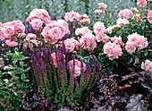 Rosa 'Bonica' (Strauchrose), Salvia nemorosa (Ziersalbei)