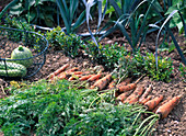 Vegetable harvest