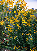 Helenium 'Kanaria'