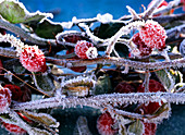 Hedera (Efeu), Rosa (Hagebutten). Ausschnitt aus Kranz mit Rauhreif