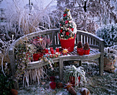 Gartenbank mit weihnachtlicher Deko: Hedera (Efeu), Calluna (Besenheide), Buxus