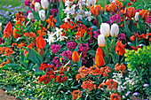 Erysimum (golden violet), Tulipa (tulips)