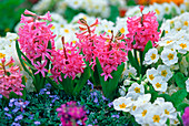 Hyacinthus (pink hyacinths)