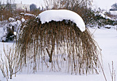 Hanging willow with snow cover