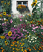 Cottage garden with various summer flowers