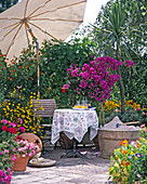 Bunte Terrasse mit Bougainvillea, Bidens (Zweizahn), Cordyline (Keulenlilie)