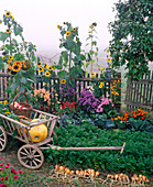 Vegetable garden in autumn