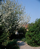 Flowering apple tree