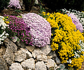 Rock garden with Aubrieta, Phlox, Alyssum