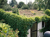 Green roof