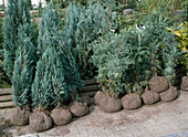 Conifers in bales at the garden centre