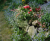 Forget-me-not, saxifrage, tulip, watering heart
