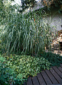 Miscanthus sinensis (Chinese reed) and Epimedium (fairy flower)