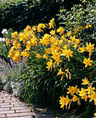 Hemerocallis 'Queen of the May'