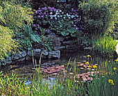 Pond with stone wall, Nymphaea (water lilies)