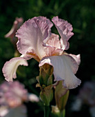 Iris Barbata Elatior
