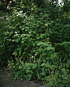 Polygonum cuspidatum und Tellima grandiflora, Stauden für den Schattenbereich unter Bäumen