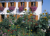 Summer flowers in the cottage garden