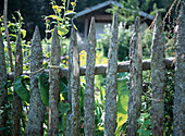 Fence for the cottage garden