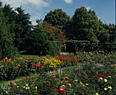 Gartenansicht mit Rosenbeet und Zinnienbeet
