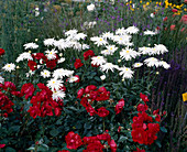Chrysanthemum maximum 'Christine'
