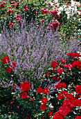 Perovskia Scrophularifolia U. Rote Rose