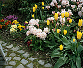 Triumph tulip and rhododendron