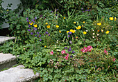 Azalea, false poppy, columbine