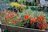 Vorgarten mit Lilien, Klatschmohn und Gras