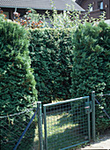 Thuja hedge in a terraced house garden as privacy screen