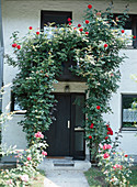 Climbing rose at the house entrance