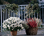 Chrysanthemum indicum, Erica