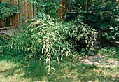 Pseudosasa japonica und Holzfass