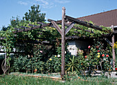 pergola