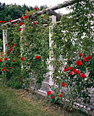 Pergola with wild vine and red climbing rose