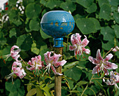 Lilium speciosum and ceramic ball